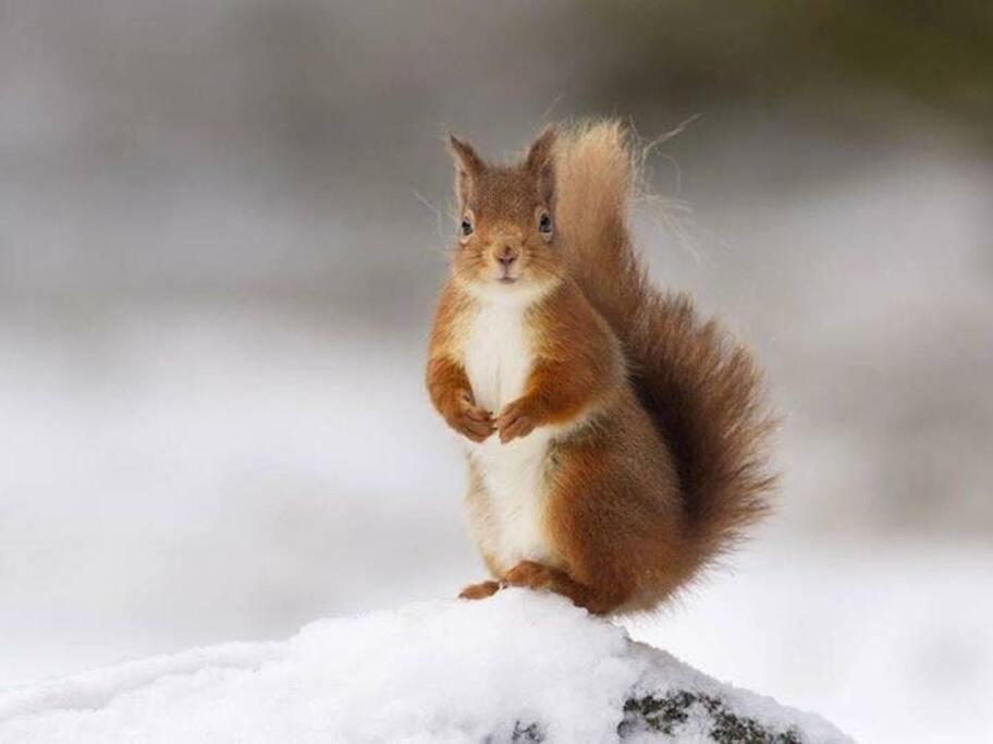 Red Squirrel Log Cabin With Hot Tub Keith Zewnętrze zdjęcie